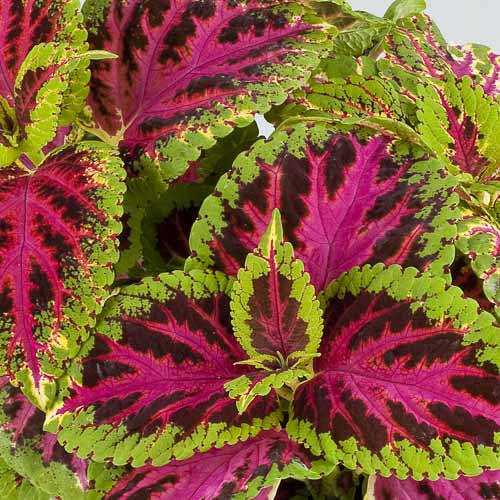 Superfine Rainbow Color Pride coleus