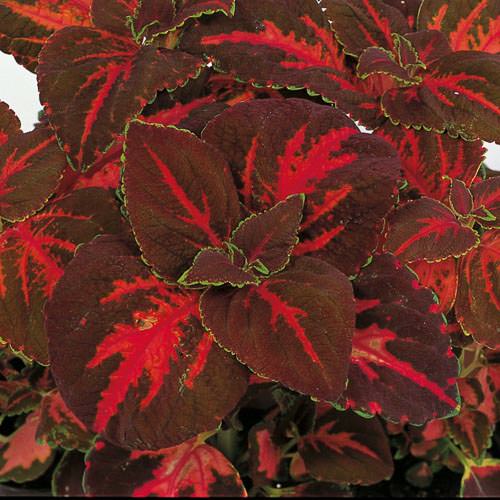 Superfine Rainbow Festive Dance coleus Superfine Rainbow Festive Dance coleus