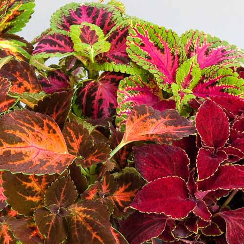 Superfine Rainbow Masterblends Mix coleus