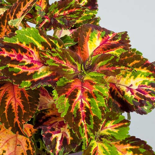 Superfine Rainbow Multicolor coleus