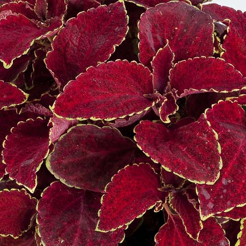 Superfine Rainbow Red Velvet coleus Coleus Superfine Rainbow Red Velvet