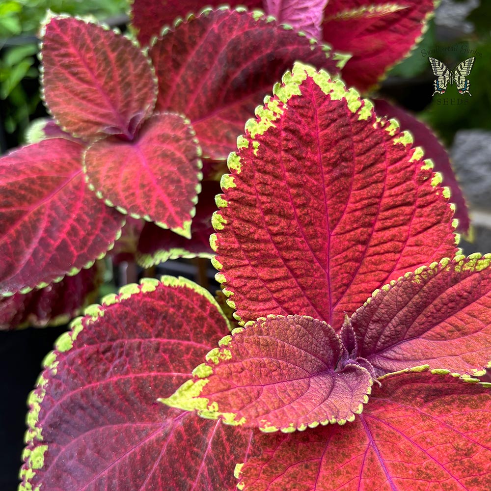 Superfine Rainbow Volcano coleus