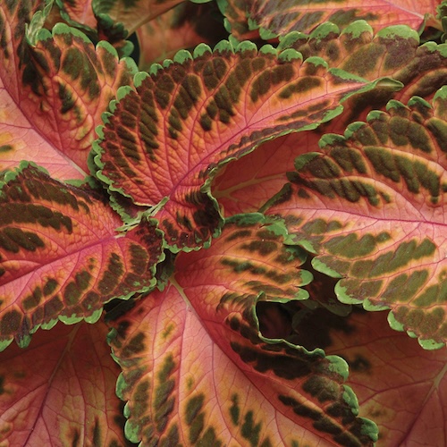 Wizard Coral Sunrise coleus