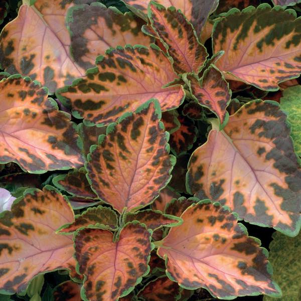 Wizard Coral Sunrise coleus