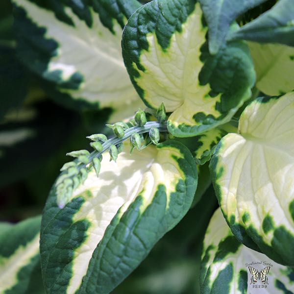 Coleus Wizard Jade coleus flower buds