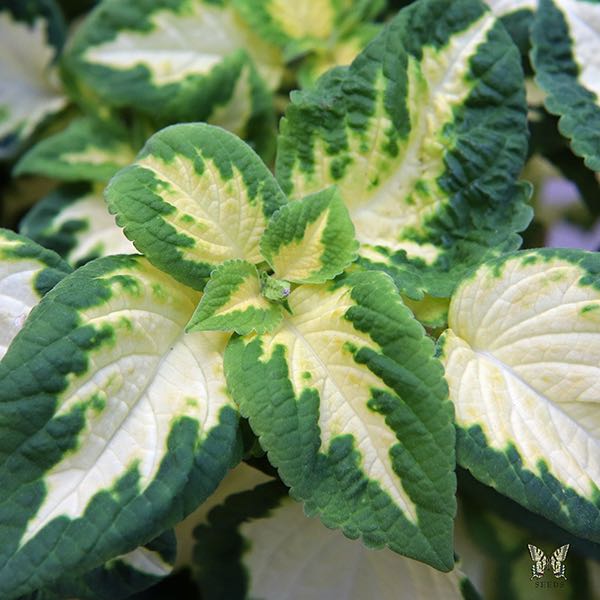 Coleus Wizard Jade coleus leaves