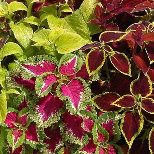 Coleus Seeds | 41 Varieties | Annual Flower Seeds