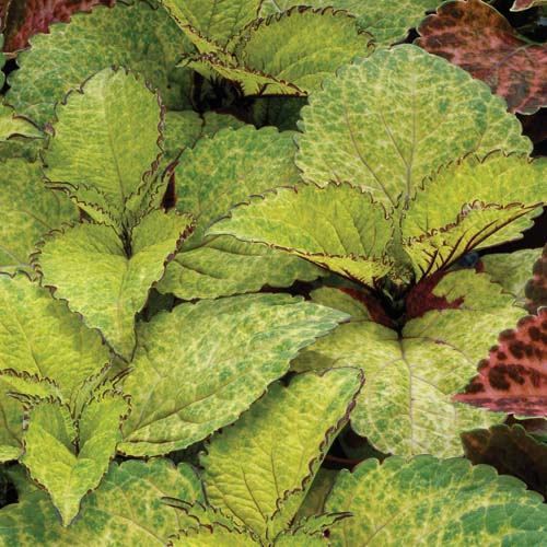 Wizard Pineapple coleus Wizard Pineapple coleus.