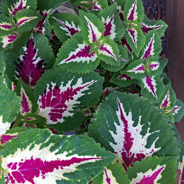 Wizard Rose coleus growing in container