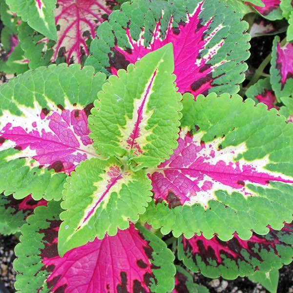 Wizard Rose coleus