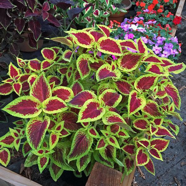 Wizard Scarlet coleus Wizard Scarlet coleus