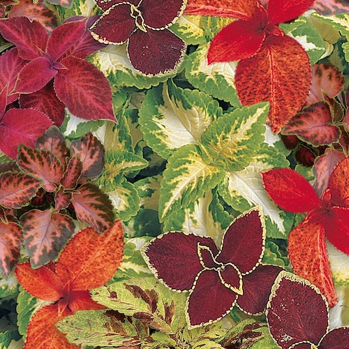Wizard Select Mix coleus