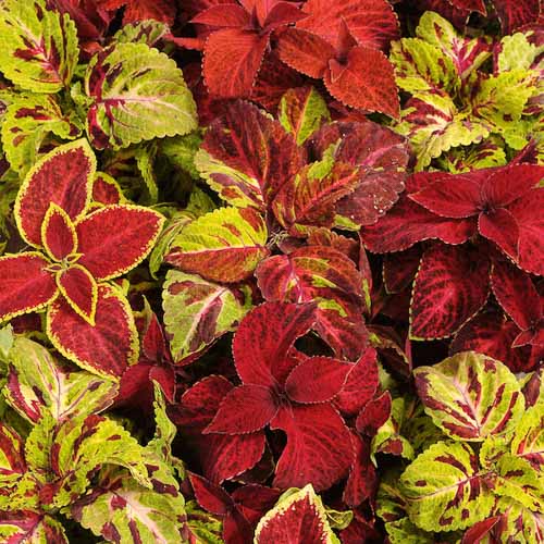 Wizard Select Mix coleus