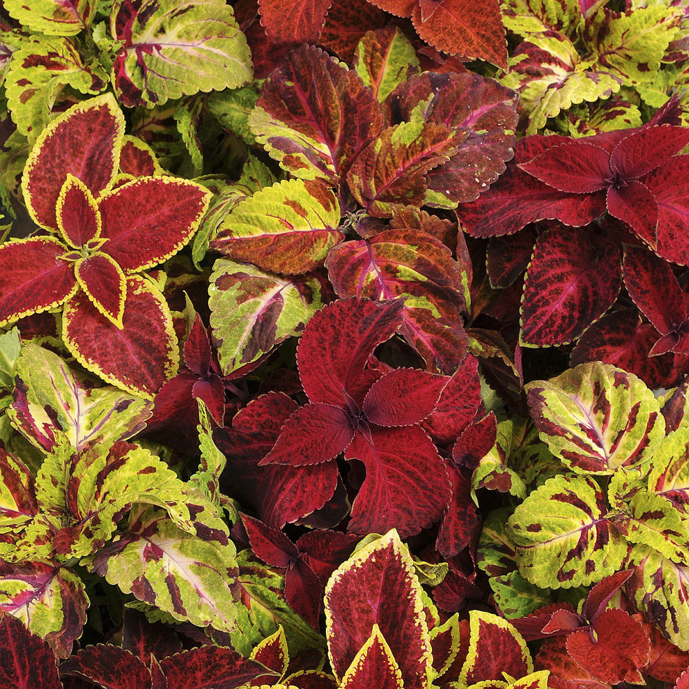 Wizard Select Mix coleus