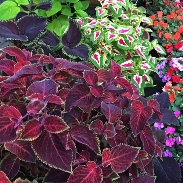 Wizard Velvet Red coleus plant