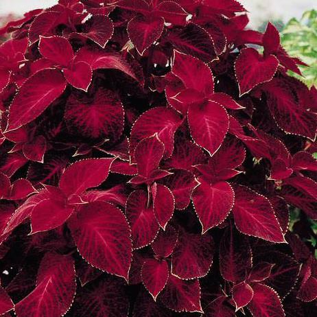 Wizard Velvet Red coleus Wizard Velvet Red coleus