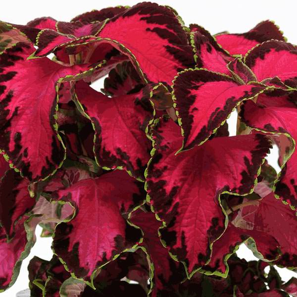 Coleus Premium Sun Chocolate Covered Cherry