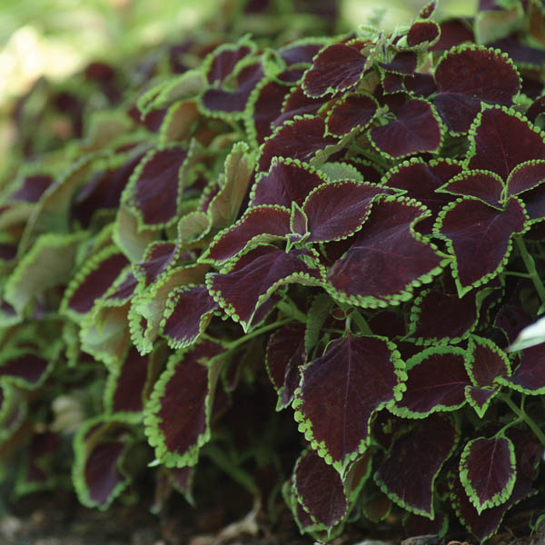 Coleus Premium Sun Chocolate Mint