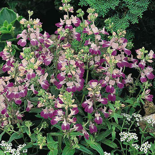 Chinese Houses Chinese Houses seeds - Collinsia heterophylla