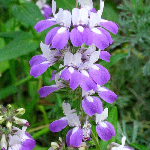 Chinese Houses Collinsia heterophylla