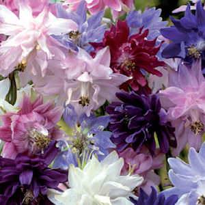 75 Seeds Johnsons Pictorial Pack Flower Aquilegia Nora Barlow Mixed