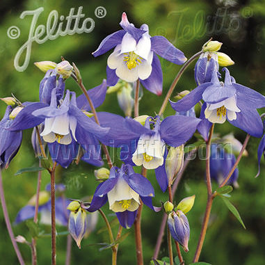 Aquilegia olympica columbine