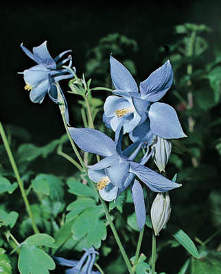 Columbine Alpine - Aquilegia alpina