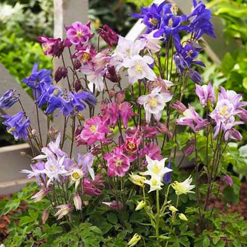 Biedermeier Mix columbine Columbine Biedermeier Mix - Aquilegia 'Biedermeier'