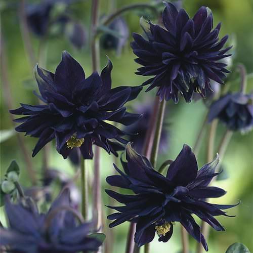 Columbine Black Barlow - Aquilegia vulgaris plena