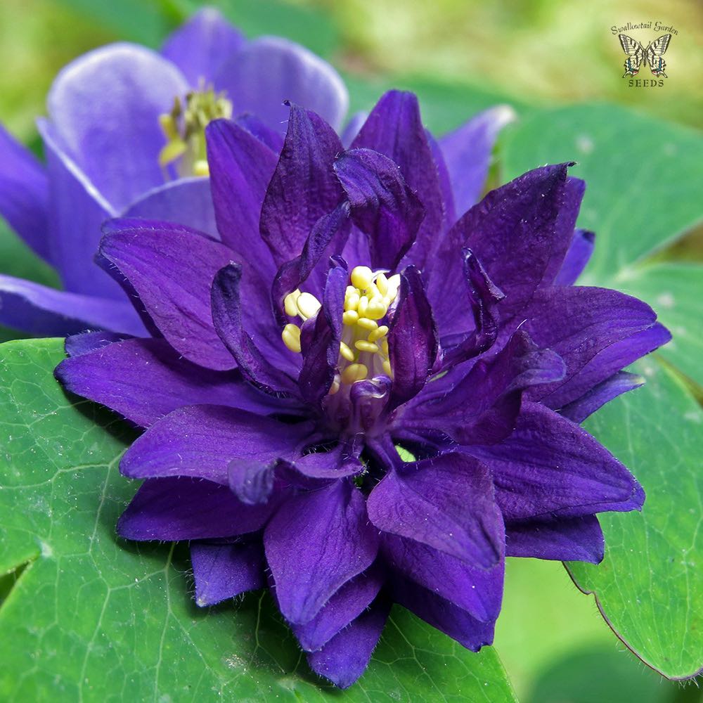 Columbine Blue Barlow - Aquilegia vulgaris plena