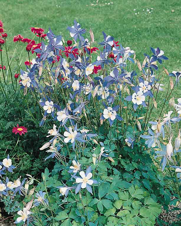 Blue Star columbine Columbine Blue Star - Aquilegia x caerulea