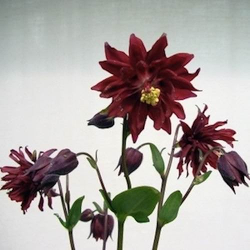 Columbine Bordeaux Barlow - Aquilegia vulgaris plena