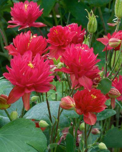 Clementine Red columbine Columbine Clementine Red - Aquilegia vulgaris