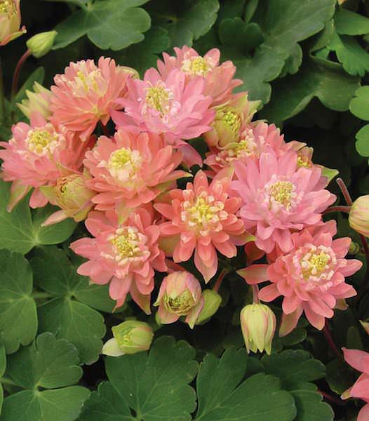 Clementine Salmon Rose columbine Columbine Clementine Salmon Rose - Aquilegia vulgaris