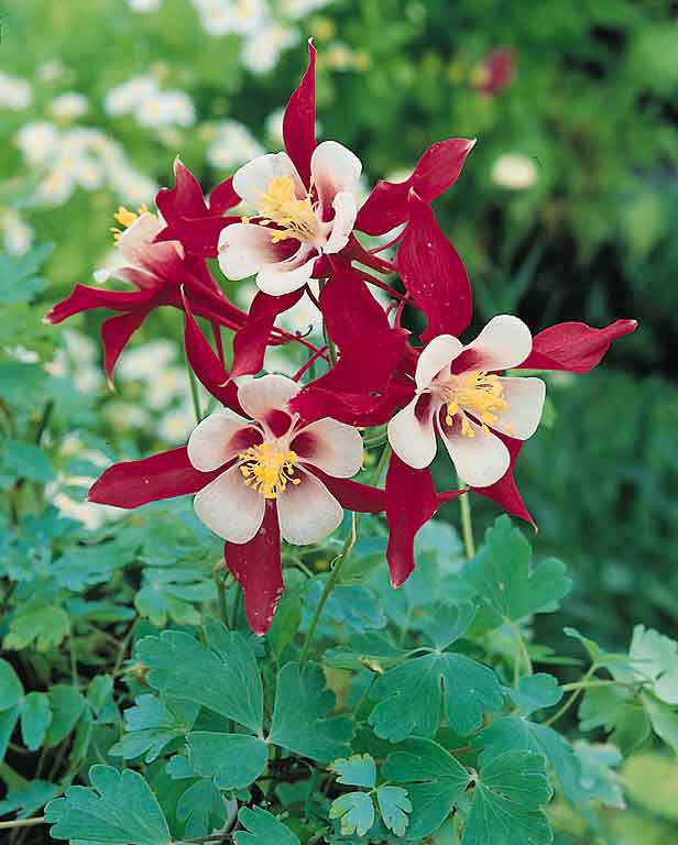 Columbine Crimson Star - Aquilegia x caerulea