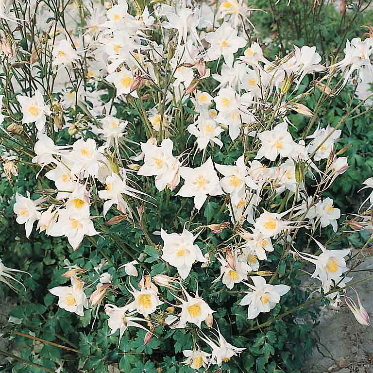 Crystal columbine Columbine Crystal - Aquilegia x caerulea