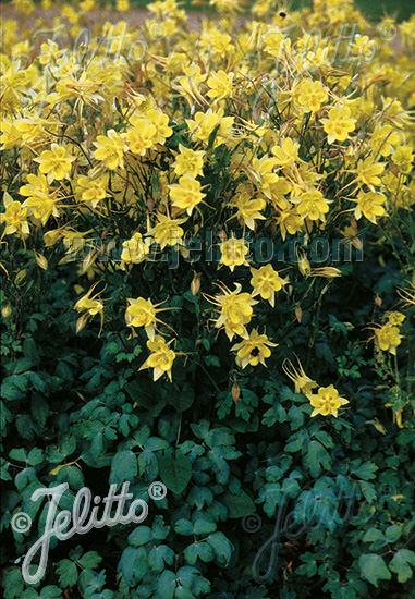 Denver Gold Columbine Denver Gold Columbine seeds