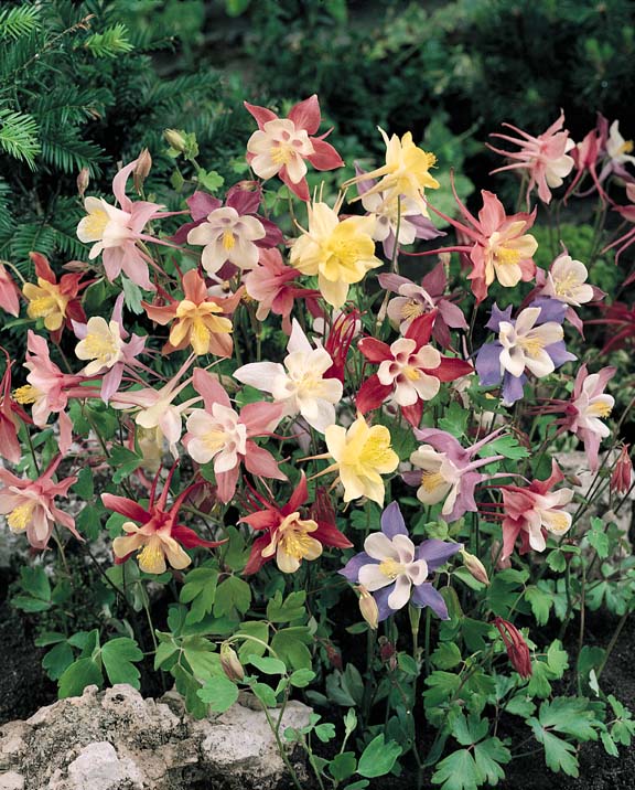 Dragonfly Hybrids columbine Columbine Dragonfly Hybrids Dwarf - Aquilegia x hybrida
