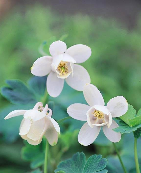 Columbine Dwarf White - Aquilegia flabellata 'nana alba'