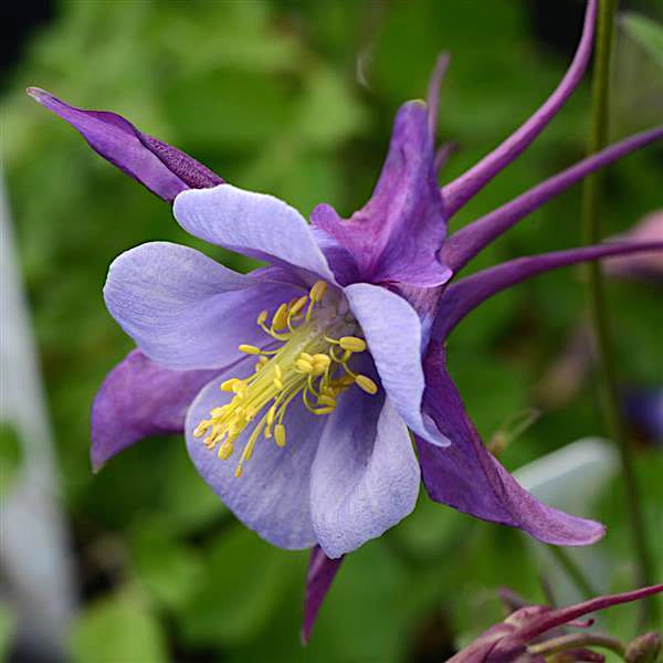 Columbine Earlybird Purple Blue