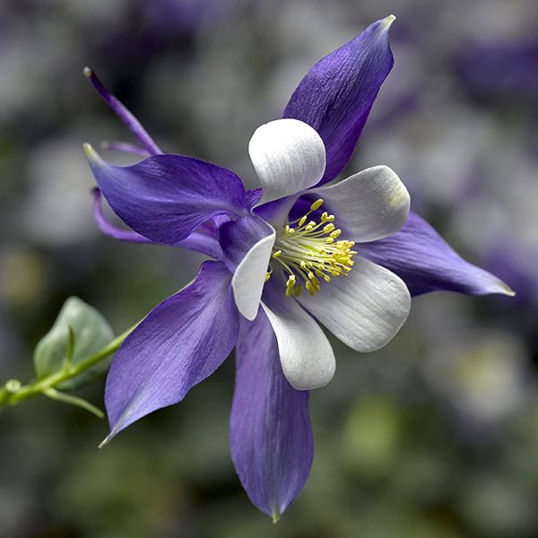 Columbine Kirigami Deep Blue and White - Aquilegia caerulea