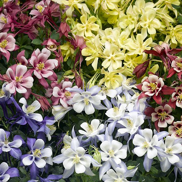 Kirigami Mix columbine Columbine Kirigami Mix - Aquilegia caerulea