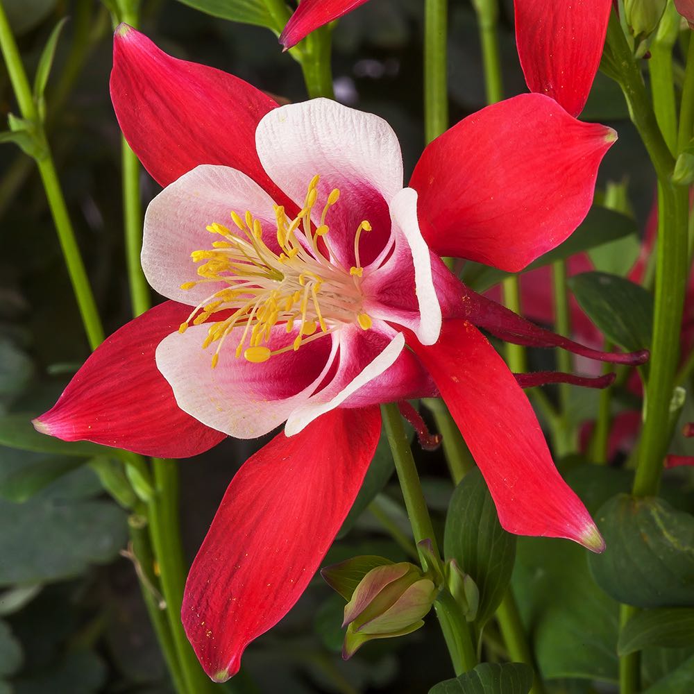 Columbine Kirigami Red and White - Aquilegia caerulea