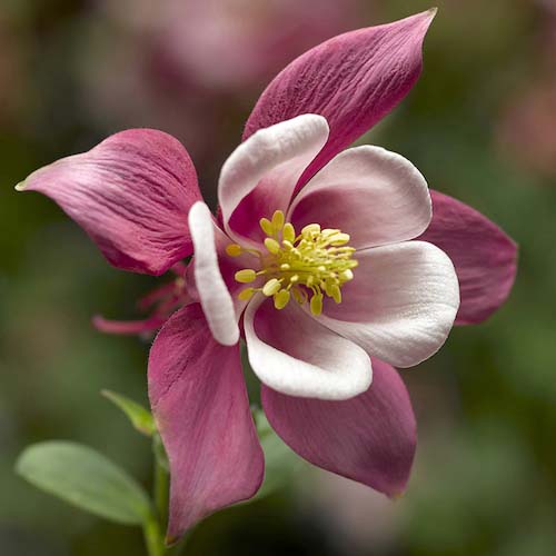 Columbine Kirigami Rose and Pink Seeds