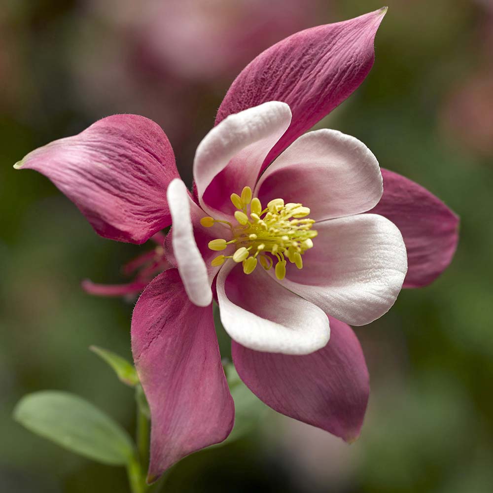 Columbine Kirigami Rose and Pink Seeds Columbine Kirigami Rose and Pink Seeds