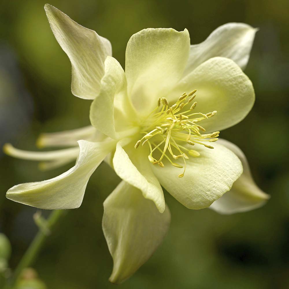 Columbine Kirigami Yellow Seeds