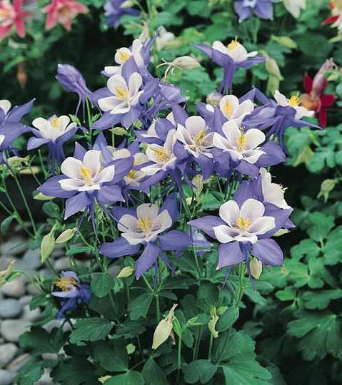 Origami Blue and White columbine Columbine Origami Blue and White - Aquilegia x hybrida