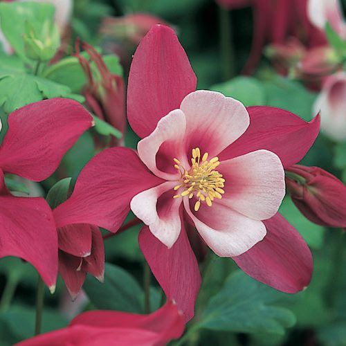 Origami Rose and White columbine Columbine Origami Rose and White - Aquilegia x hybrida