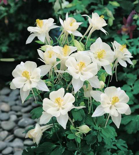 Origami White columbine Columbine Origami White - Aquilegia x hybrida