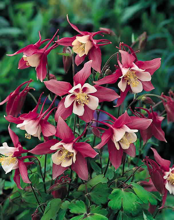 Rose Queen columbine Columbine Rose Queen - Aquilegia x caerulea
